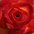 Žuta - crvena - Floribunda ruže - Alinka